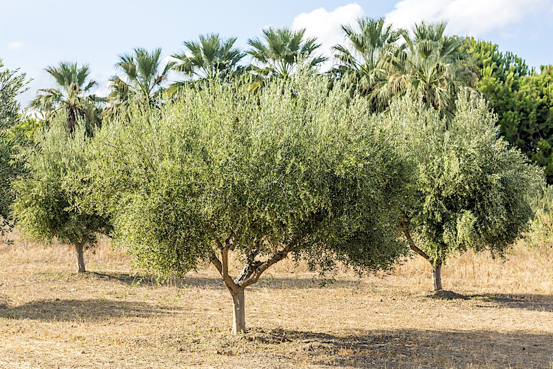 Amoudara, Kreta, Hellas, bilde 8 av 15