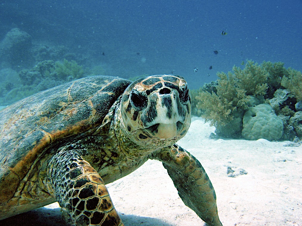 Hurghada-kysten, Egypten, billede 17 af 23