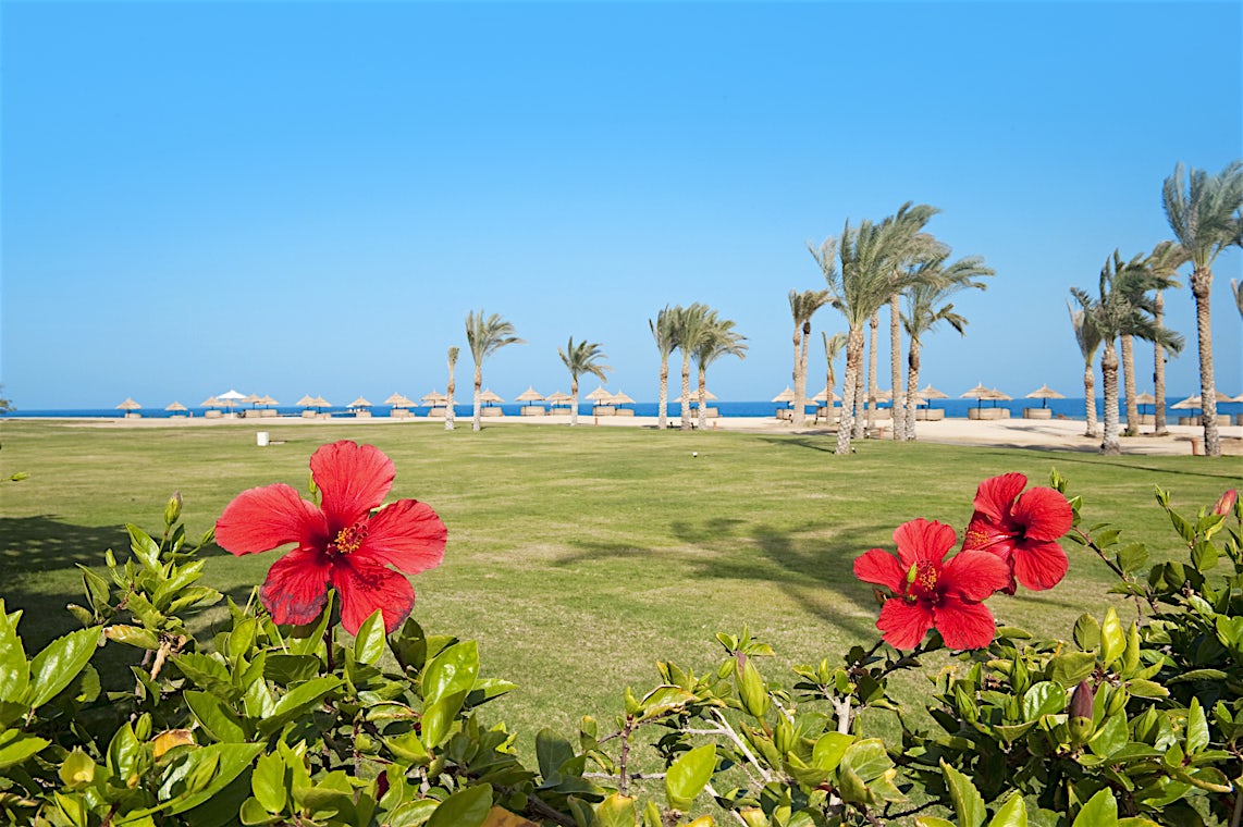Marsa Alam-kusten, Egypten, bild 17 av 32
