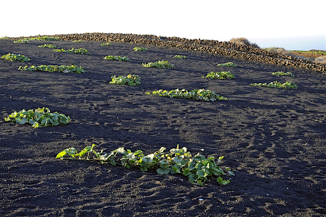 La Santa, Lanzarote, Spania, bilde 16 av 17