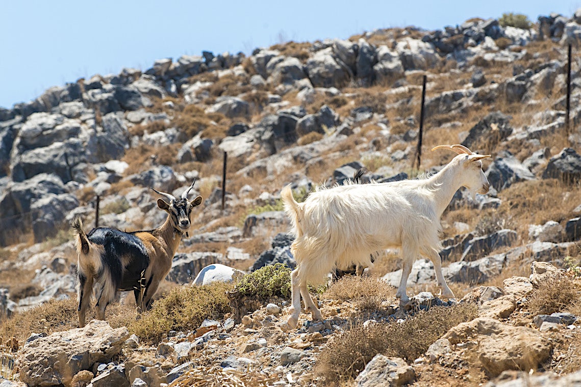 Lindos, Rhodos, Grækenland, billede 12 af 31