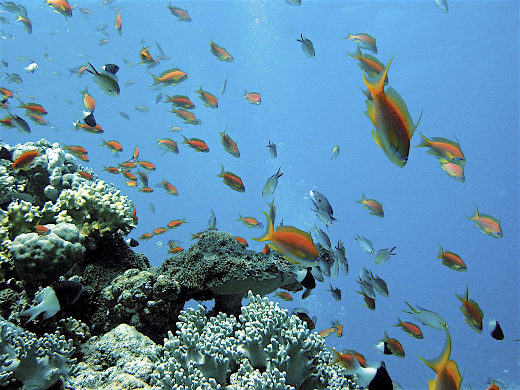 El Gouna, Hurghada-kysten, Egypten, billede 11 af 19