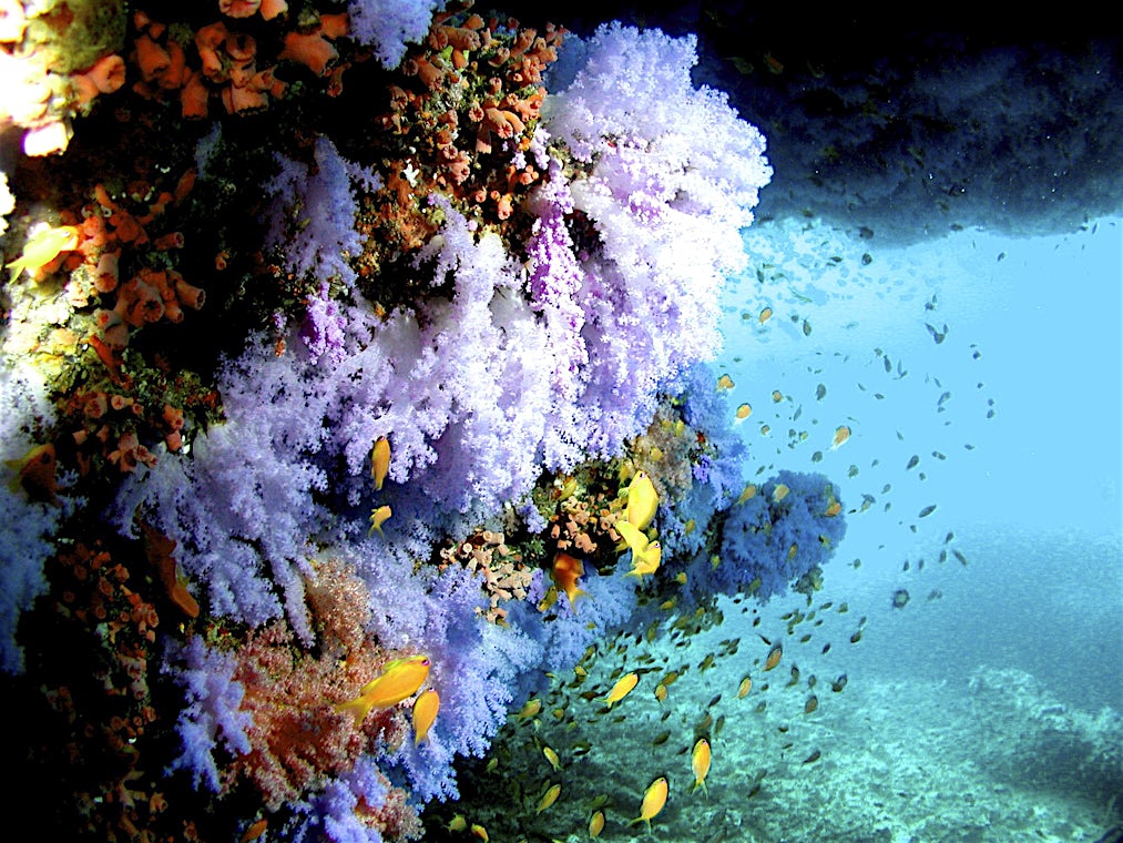 North Male Atoll, Maldivene, bilde 7 av 13