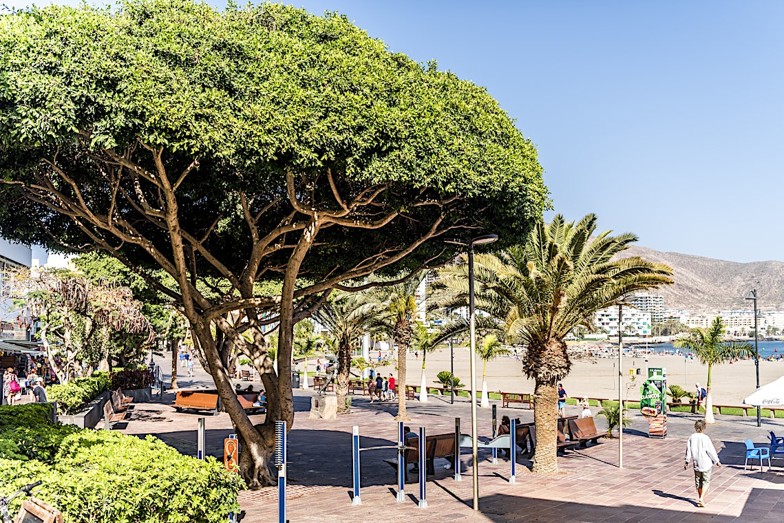 Los Cristianos, Tenerife, Spanien, billede 8 af 23
