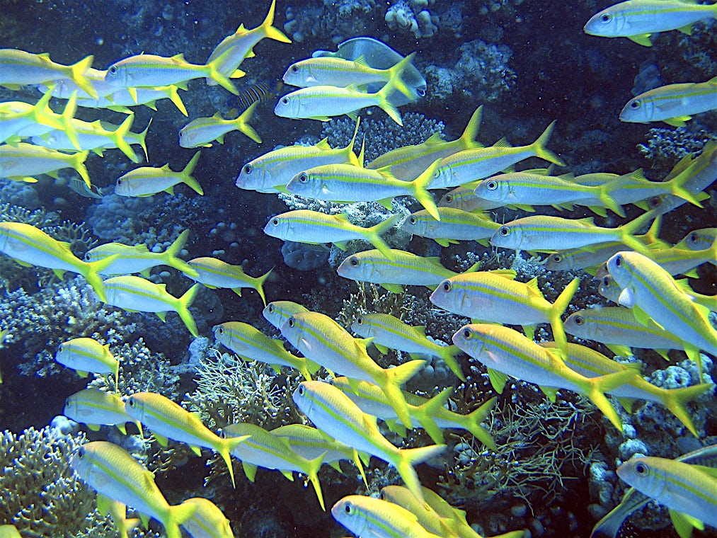 Hurghada, Hurghada-kysten, Egypten, billede 13 af 24